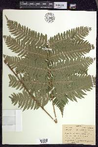 Dryopteris goldieana image