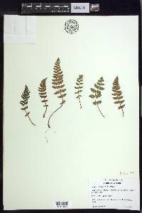 Woodsia ilvensis image