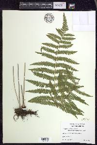 Thelypteris palustris var. pubescens image
