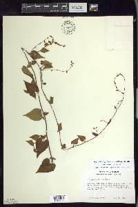 Fallopia cilinodis image