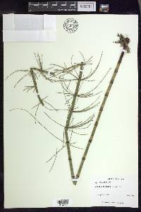 Equisetum fluviatile image