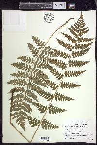 Dryopteris × boottii image