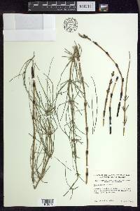 Equisetum palustre image