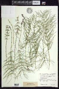 Equisetum pratense image