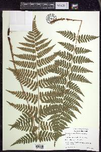 Dryopteris × boottii image