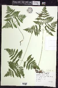 Gymnocarpium dryopteris image