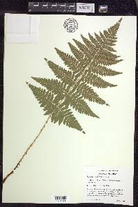 Dryopteris × triploidea image