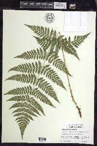 Dryopteris × triploidea image