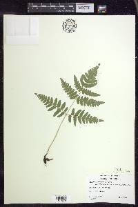 Pteridium aquilinum subsp. latiusculum image