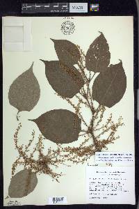 Reynoutria japonica image