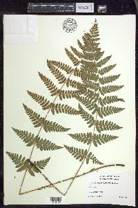 Dryopteris × boottii image