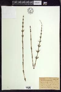 Equisetum palustre image