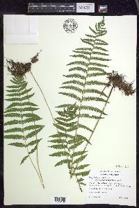 Thelypteris palustris var. pubescens image