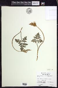 Sceptridium rugulosum image