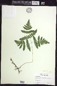 Gymnocarpium dryopteris image