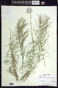 Equisetum pratense image