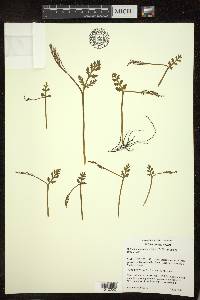 Botrychium matricariifolium image