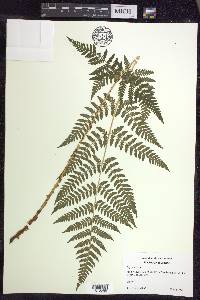 Dryopteris × triploidea image