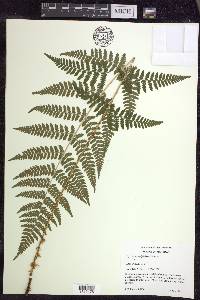 Dryopteris × triploidea image