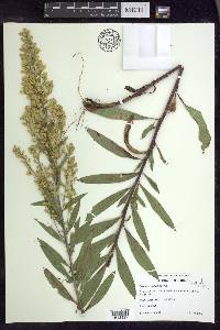 Solidago speciosa image