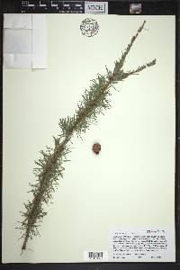 Larix laricina image