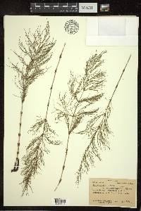 Equisetum sylvaticum var. multiramosum image