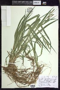 Carex scabrata image