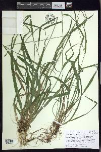 Carex leptonervia image