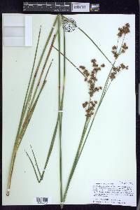 Cladium mariscoides image