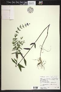 Scutellaria galericulata image