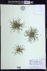 Eleocharis flavescens image