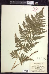 Dryopteris × triploidea image