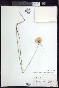 Eriophorum virginicum image