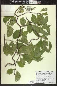 Celastrus scandens image