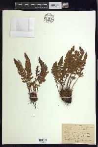 Woodsia ilvensis image