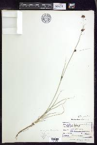 Rhynchospora capitellata image