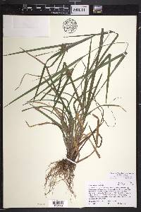 Carex intumescens var. intumescens image
