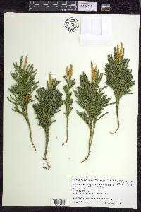 Dendrolycopodium hickeyi image