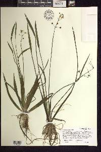 Sagittaria graminea image