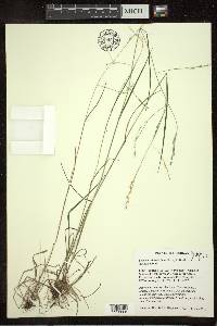 Festuca subverticillata image