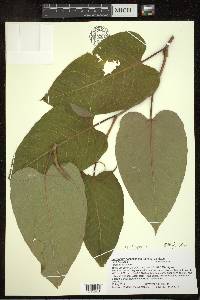 Fallopia sachalinensis image