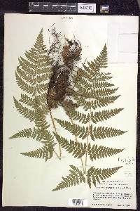 Dryopteris × triploidea image