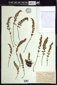 Woodsia ilvensis image