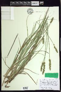 Carex annectens var. xanthocarpa image