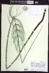 Equisetum fluviatile image