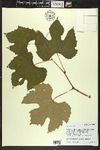 Vitis labrusca image