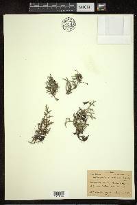 Selaginella rupestris image