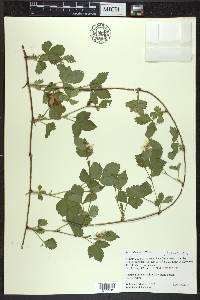 Rubus flagellaris image