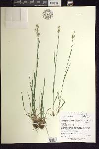 Luzula multiflora image