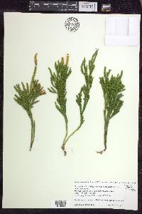 Dendrolycopodium hickeyi image